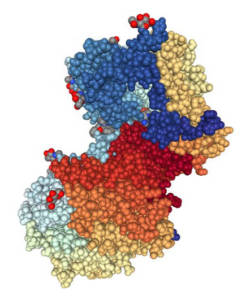 A 3D model of the DPP-4 structure