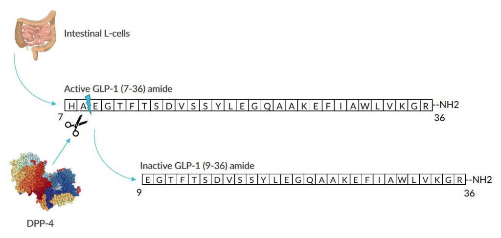 This image illustrates the formation and degradation of active GLP-1 (7-36) amide.