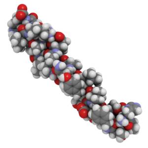 A 3D model of the GLP-1 structure