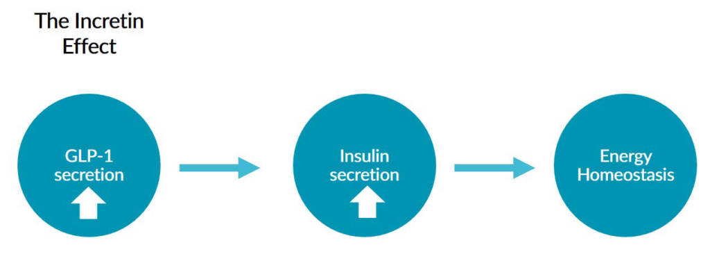 This chart depicts how the incretin effect helps maintain energy homeostasis.