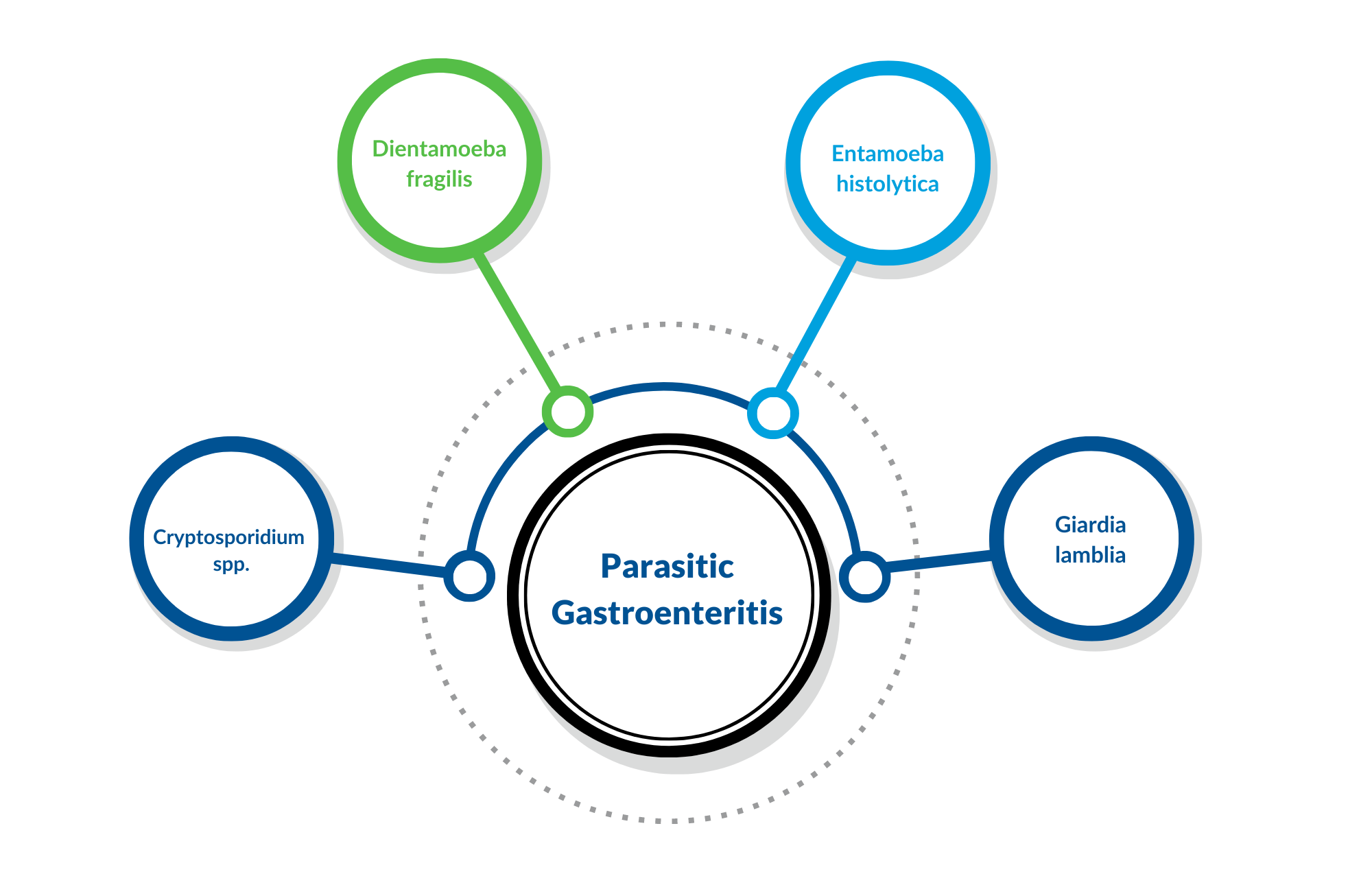 Parasitic Gastroenteritis Diagram