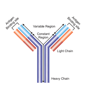 Each isotype differs in the constant region of the heavy chain.